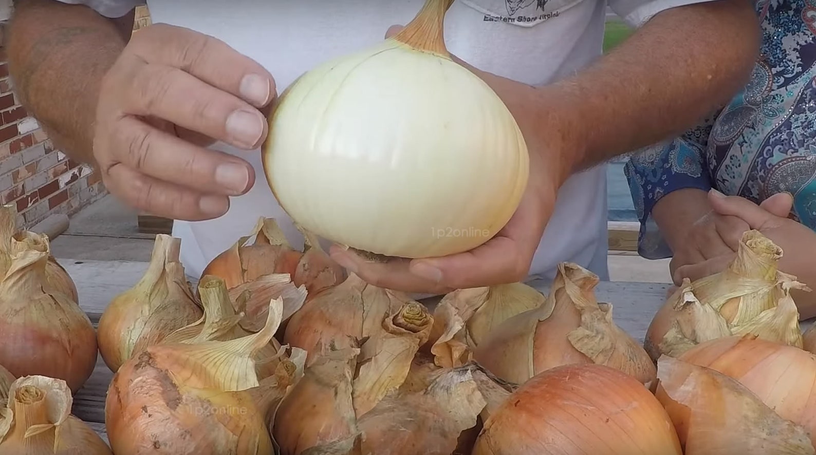 300 Walla Walla Onion Seeds LARGE Sweet BIG Juicy Onions Etsy UK