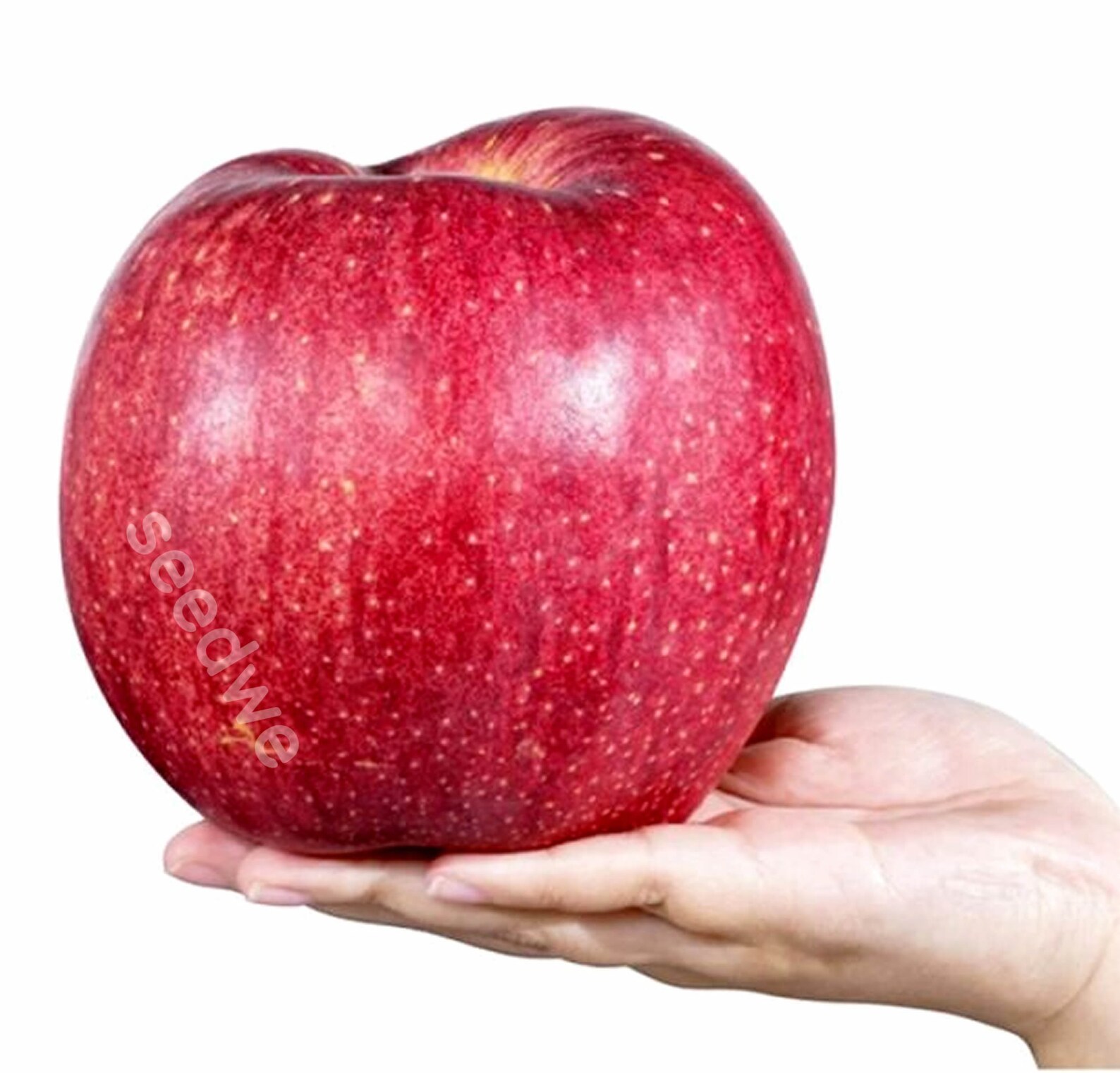 Giant Sekai Ichi Apple 30 Seeds Heirloom Exotic Expensive Rare Etsy