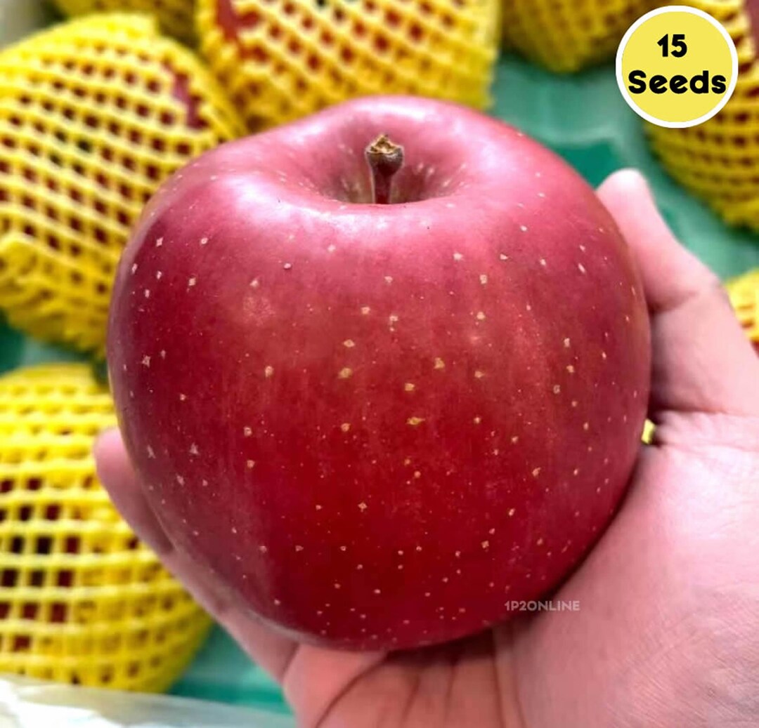 15 Japanese Fuji Apple Seeds Tree Fruit Plant Outdoor Garden Heirloom
