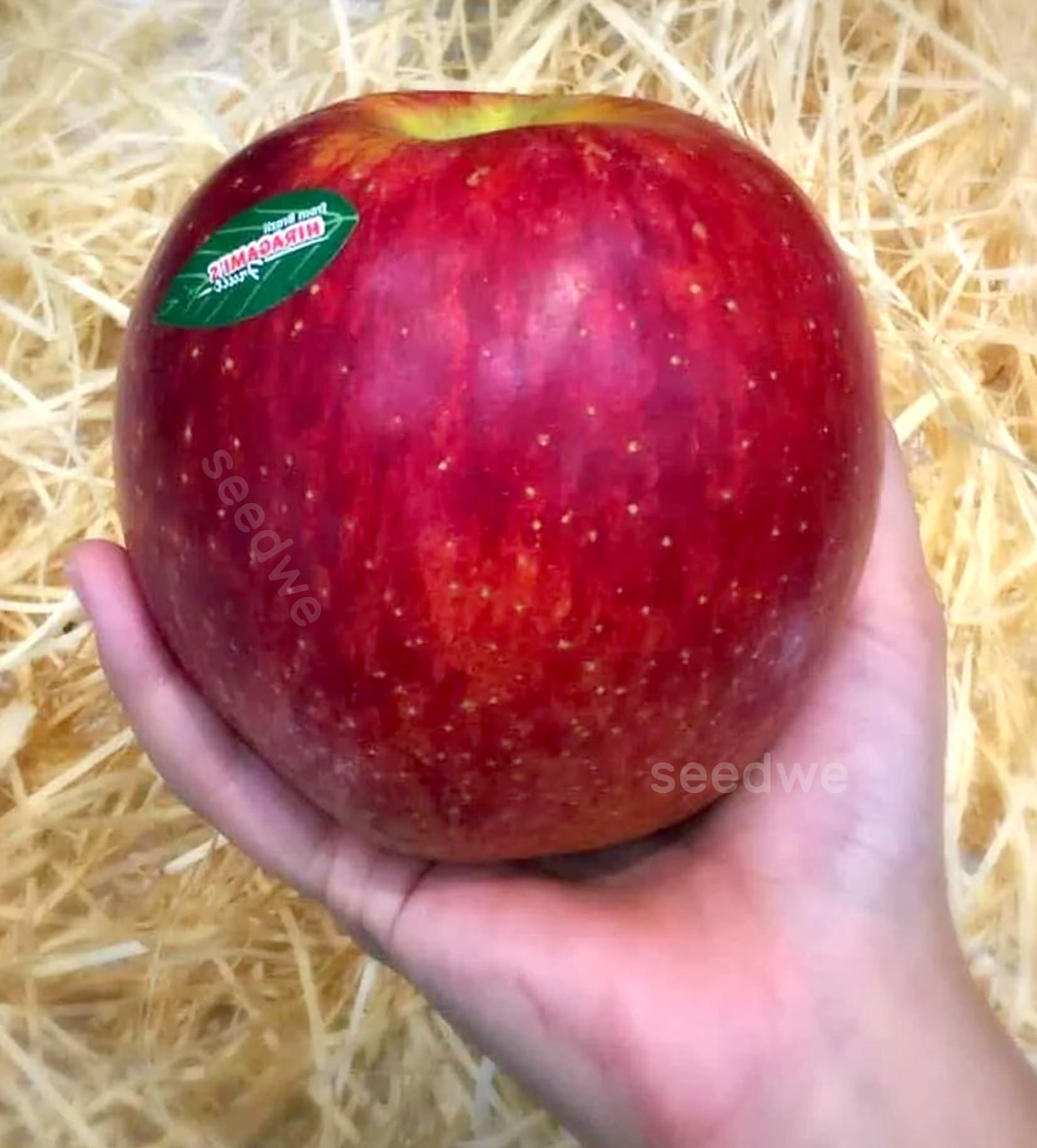 Giant Sekai Ichi Apple 30 Seeds Heirloom Exotic Expensive Rare Etsy