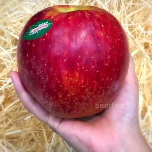 15 Giant Sekai Ichi Apple Seeds Heirloom Exotic Expensive Rare Japanese Fruit Apples image 2