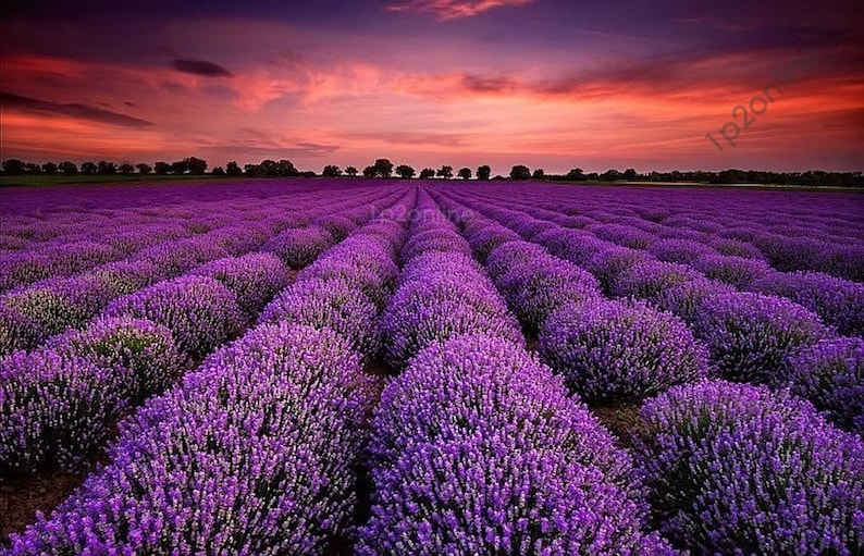 True English Lavender 300 Seeds Lavandula Angustifolia Rare Etsy