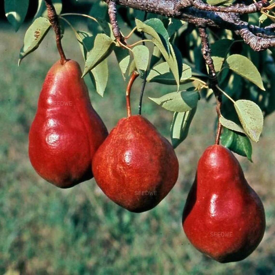 25 Rare Red Anjou Pear Seeds Heirloom Exotic Wild Unusual Etsy