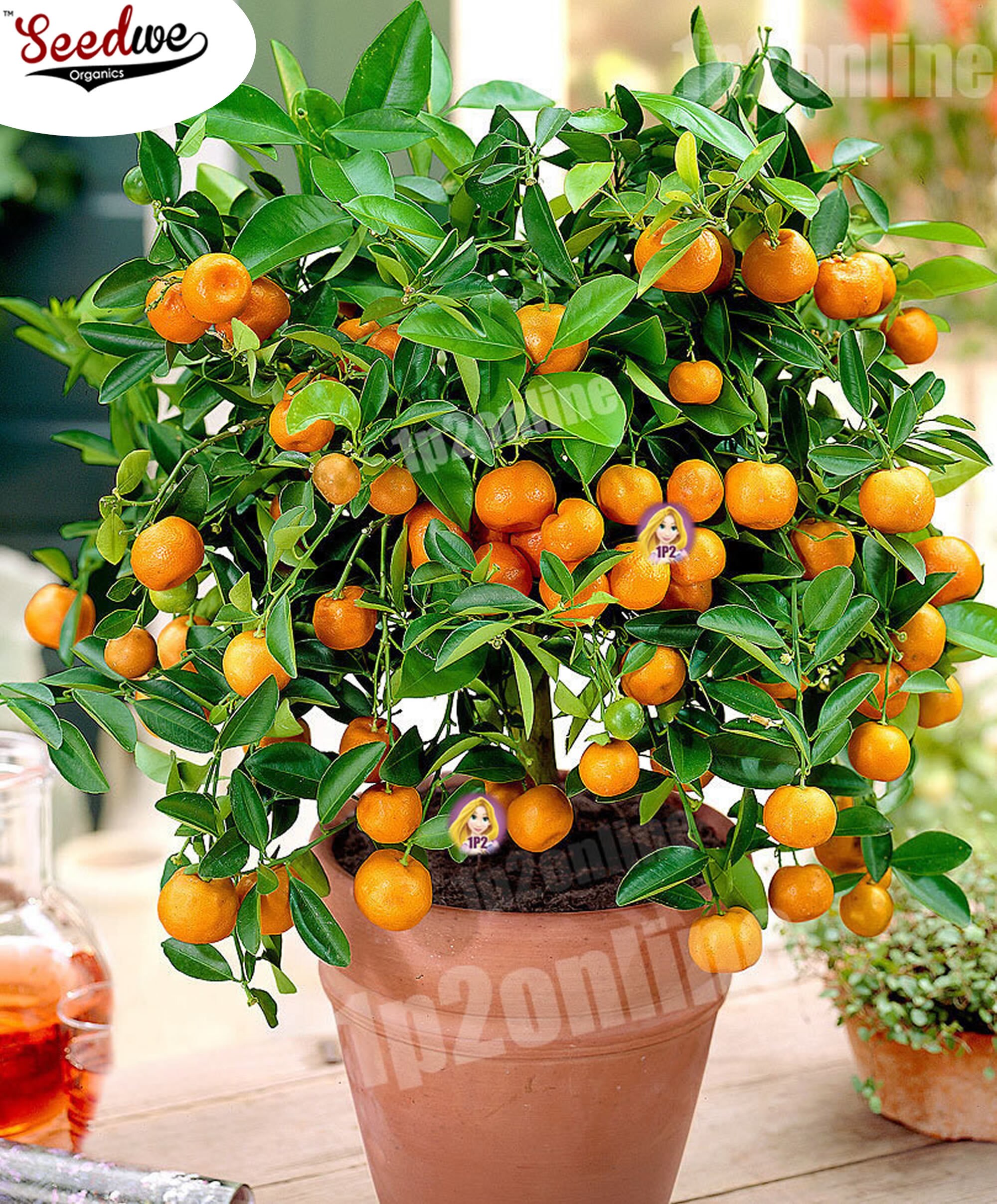 thumbnail image 2 of Dwarf Mandarin Orange Tree Organic {citrus Reticulata} Ornamental 2 of 13