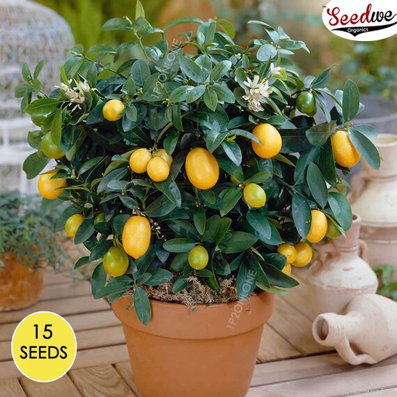 Dwarf Lemon Tree Indoor House Plant Outdoor Plants 15 Seeds Etsy