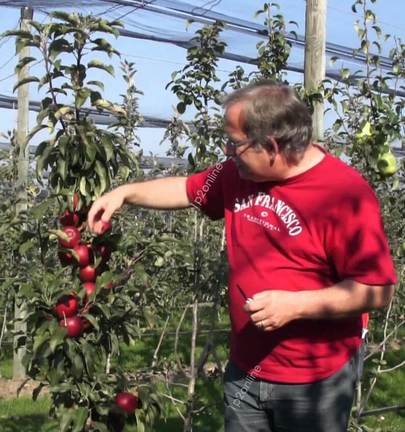 15 Bonsai Dwarf Apple Tree Seeds Fruit Plant Outdoor Garden Etsy