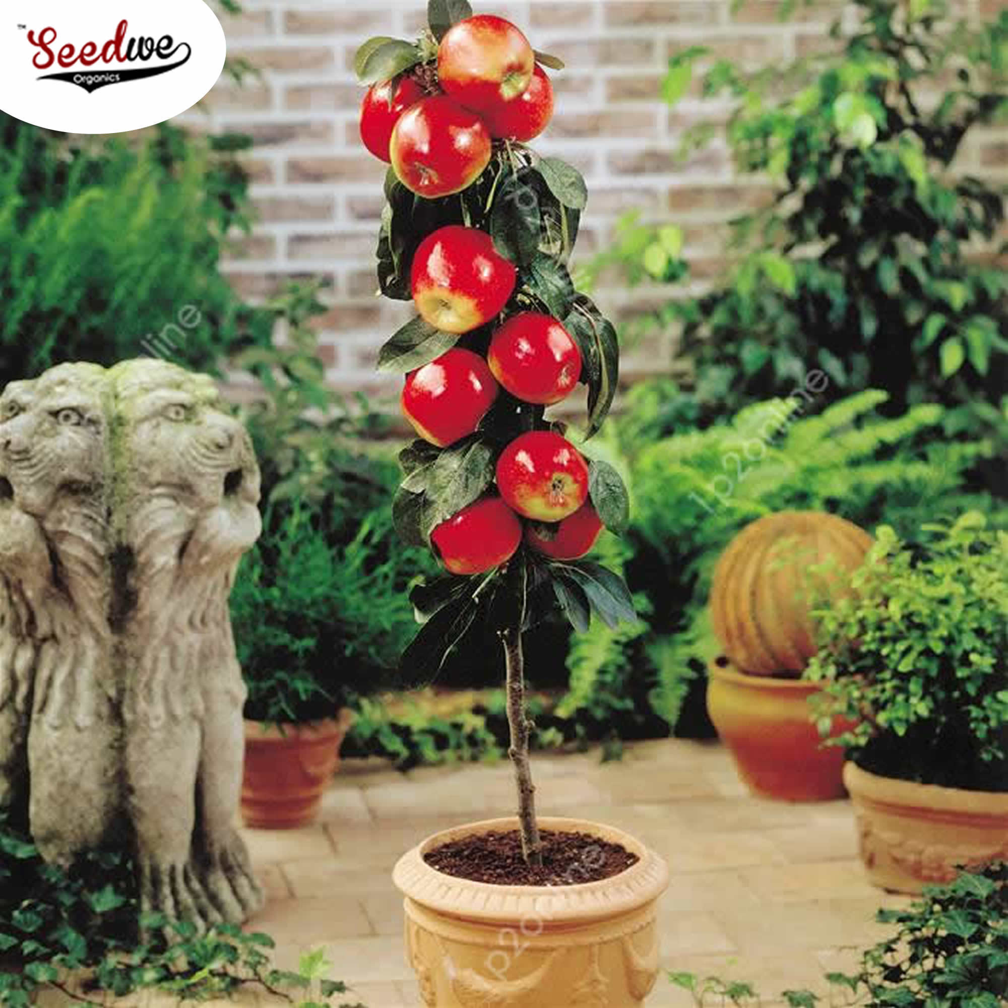 Bonsai Dwarf Apple Tree 20 Seeds Fruit Plant Outdoor Garden Etsy
