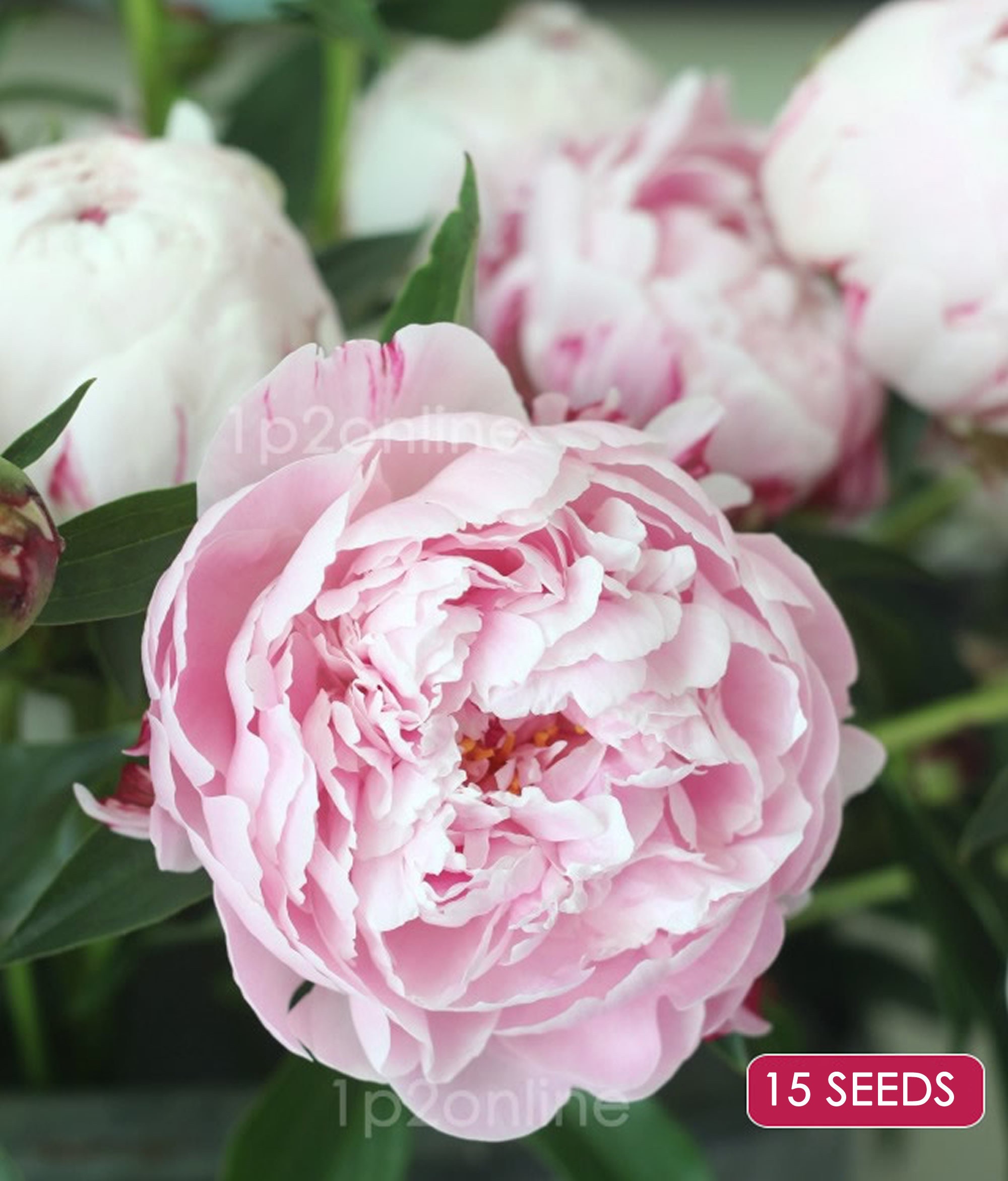 15 Rare Peonies Seeds Double Peony Indoor Outdoor Plants Sarah Etsy