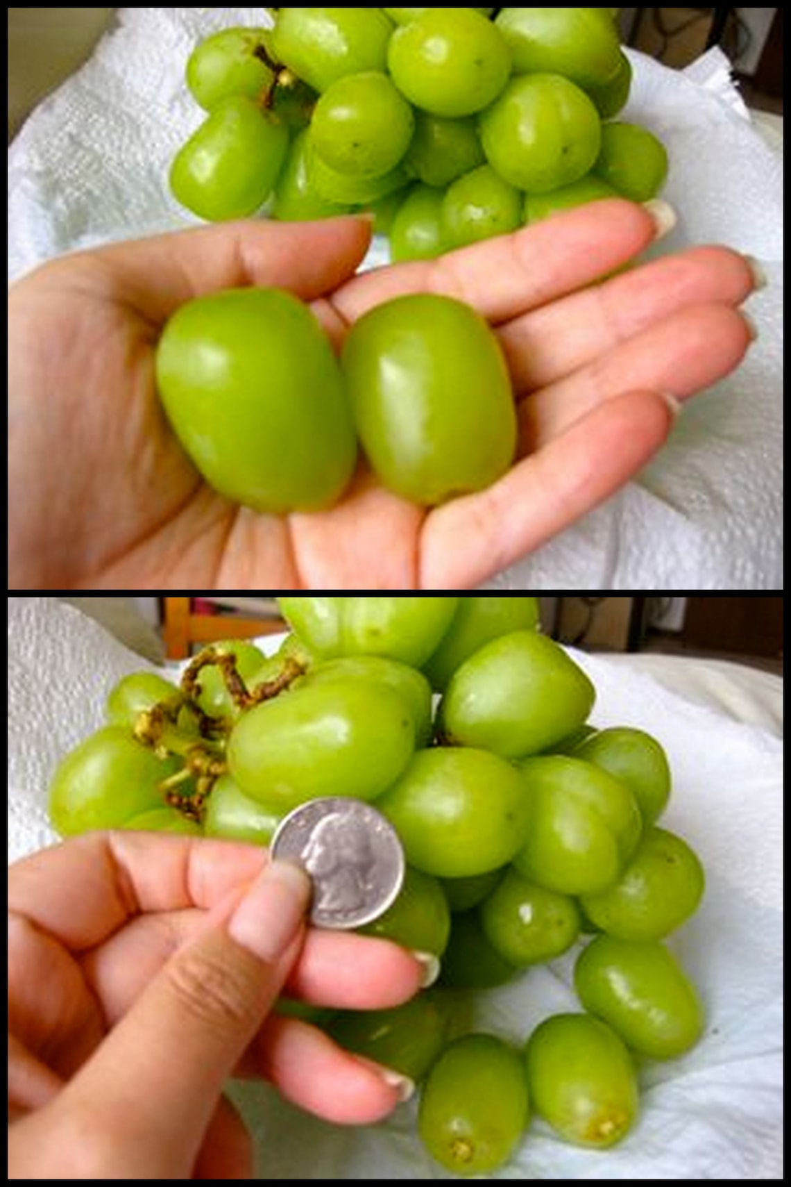 Large Green Grape Seeds Wild Exotic Heirloom Rare Sweet Autumn Etsy