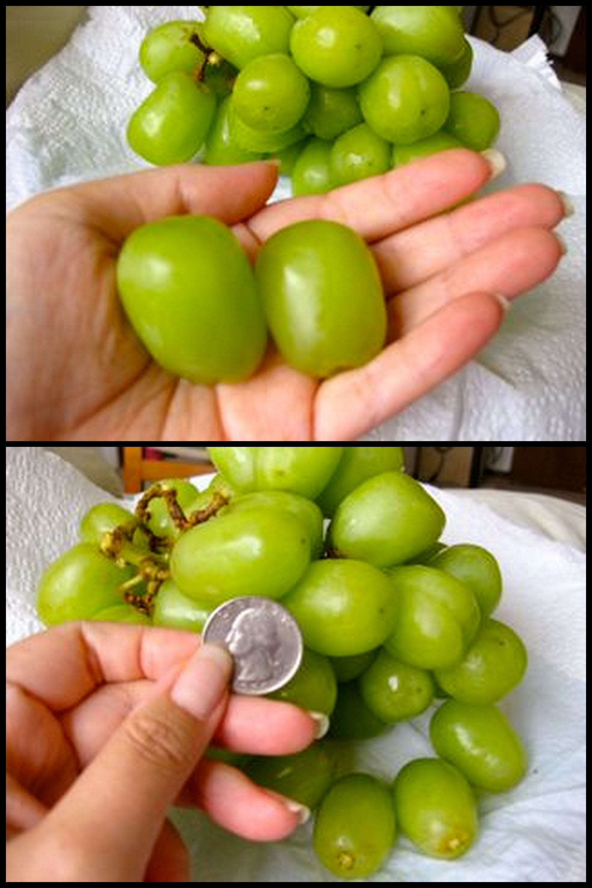 Large Green Grape Seeds Wild Exotic Heirloom Rare Sweet Autumn Etsy