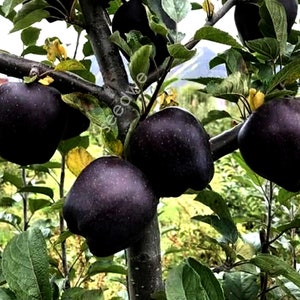 Rare 15 Black Diamond Apple Seeds Heirloom Exotic Garden Fruit image 3