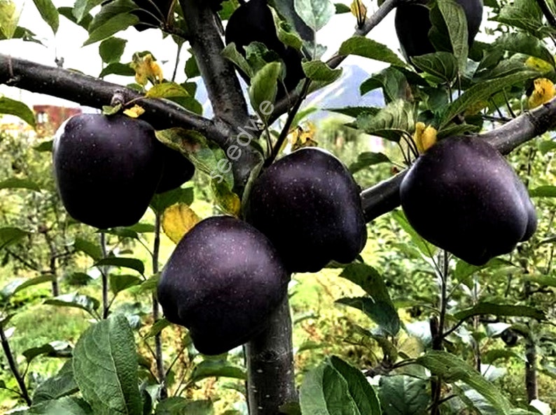 Rare 30 Black Diamond Apple Seeds Heirloom Exotic Garden Fruit Etsy