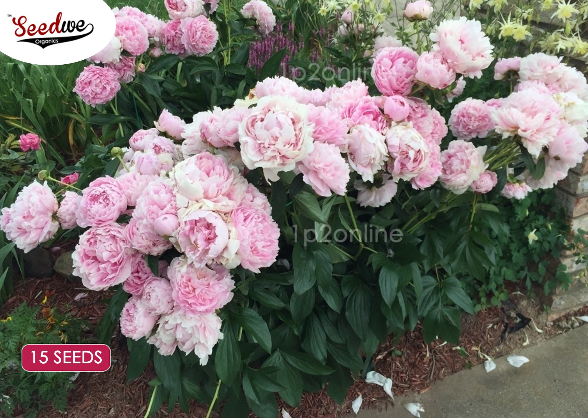 15 Rare Peonies Seeds Double Peony Indoor Outdoor Plants Sarah