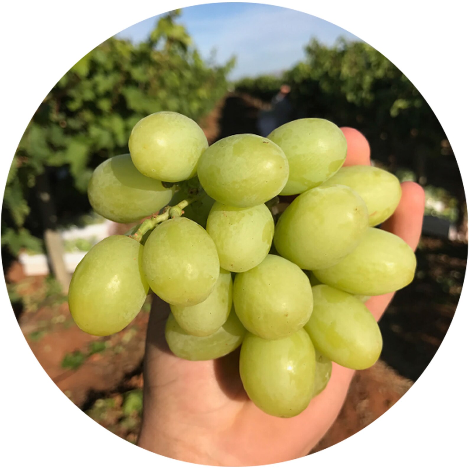 Large Green Grape Seeds Wild Exotic Heirloom Rare Sweet Autumn Etsy