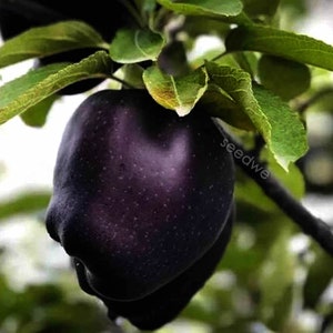 Rare 15 Black Diamond Apple Seeds Heirloom Exotic Garden Fruit image 2