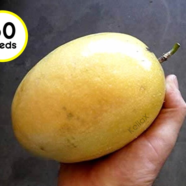 60 Seed Giant Panama Gold Passionfruit Tree Plants Yellow RARE Fruit Exotic Unusual Granadilla Tropical Big Juicy Passion Plants Garden Seed
