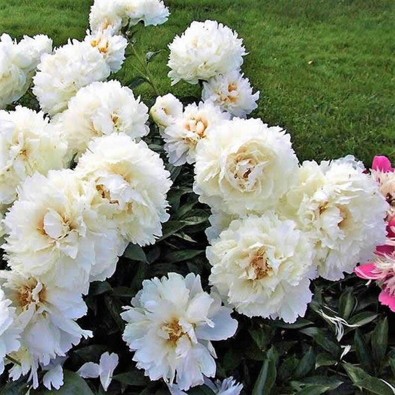 Rare Peony Bowl of Cream Peonies X15 Seeds Double Indoor Etsy