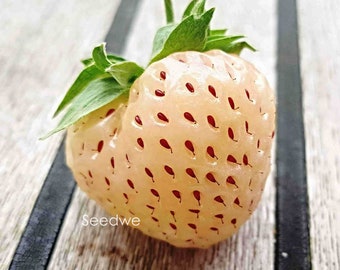 500 SEEDS White Soul Strawberry Seed Gourmet Strawberries Semillas Sementes Saat Semi Zadan FrÖn Semena KIt Des Graines Non GMO Gourmet