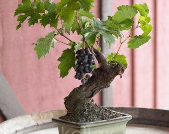 50 pcs/bag Bonsai Grape Miniature Grape SEED Potted Organic Fruit Tree Succulent 