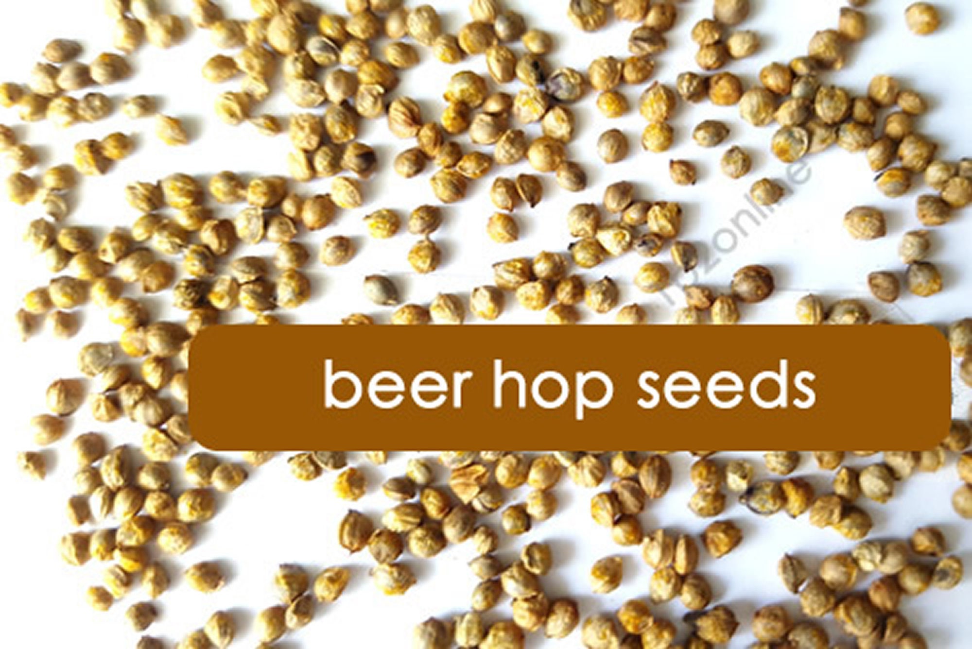 5 Pack Variety Beer Hop Seeds Saaz Chinhook Magnum Calypso Etsy Australia