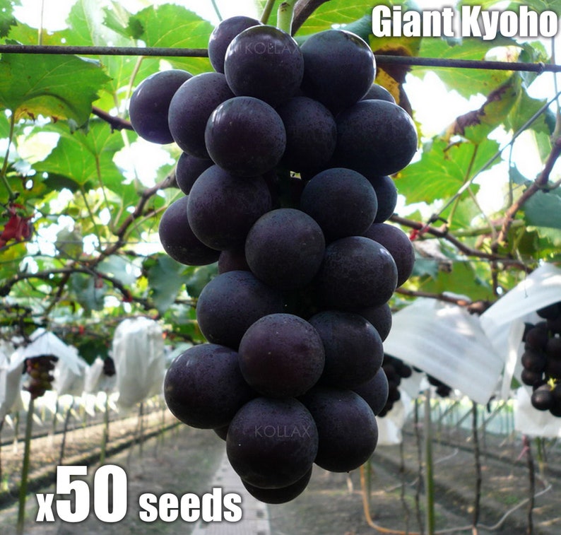 Giant Kyoho Grape Seeds 50 Japanese Sweet Vine Plant Seed RARE Etsy