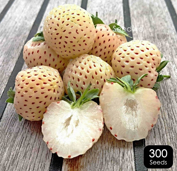Graines de fraises de pin blanc x 300 fraises blanches gourmets graine de  plante de jardin insolite exotique sauvage héritage -  France