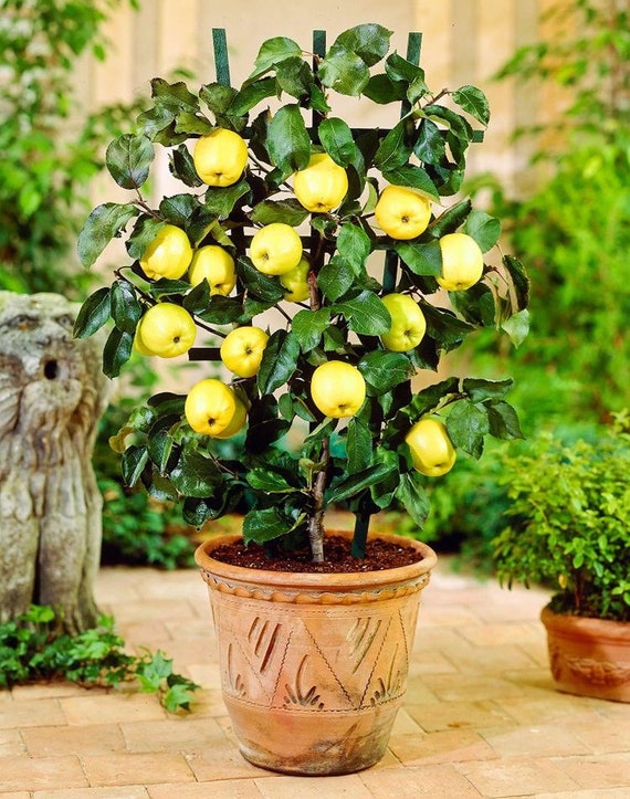 indoor apple tree