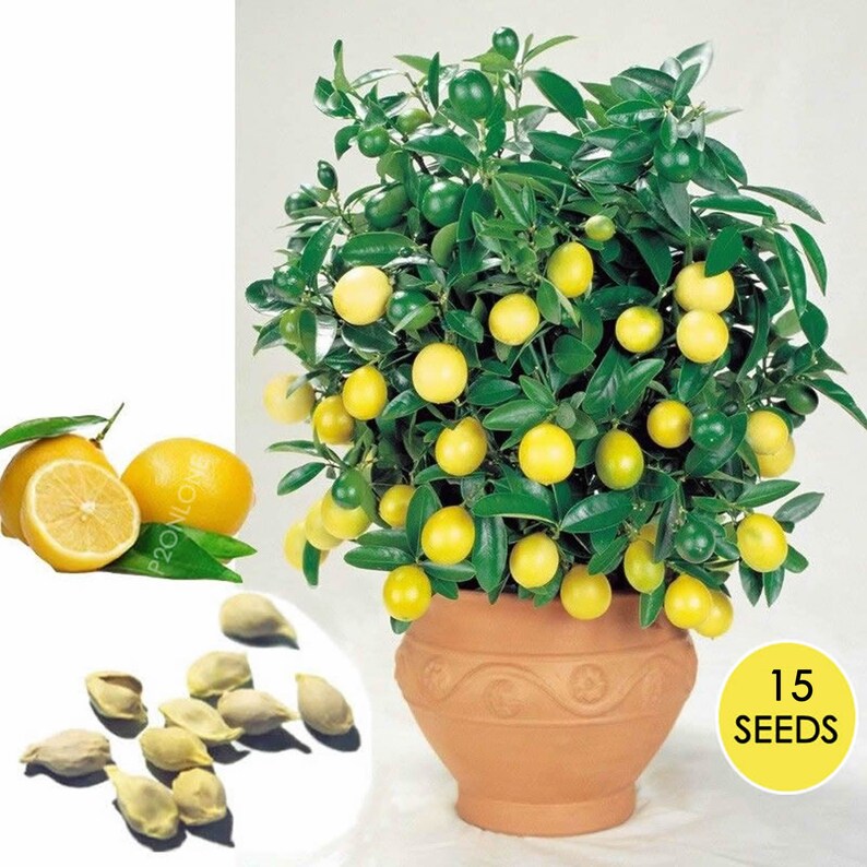 15 Seeds Meyer Dwarf Lemon Tree Indoor House Plant Outdoor