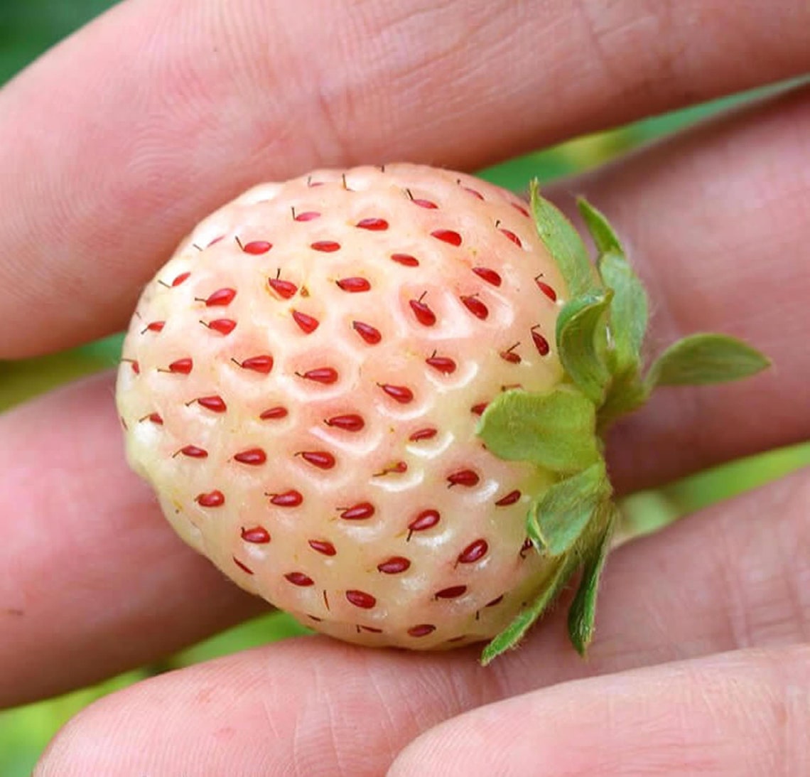 White Pine Strawberry Seeds x 300 White Strawberries Garden Etsy