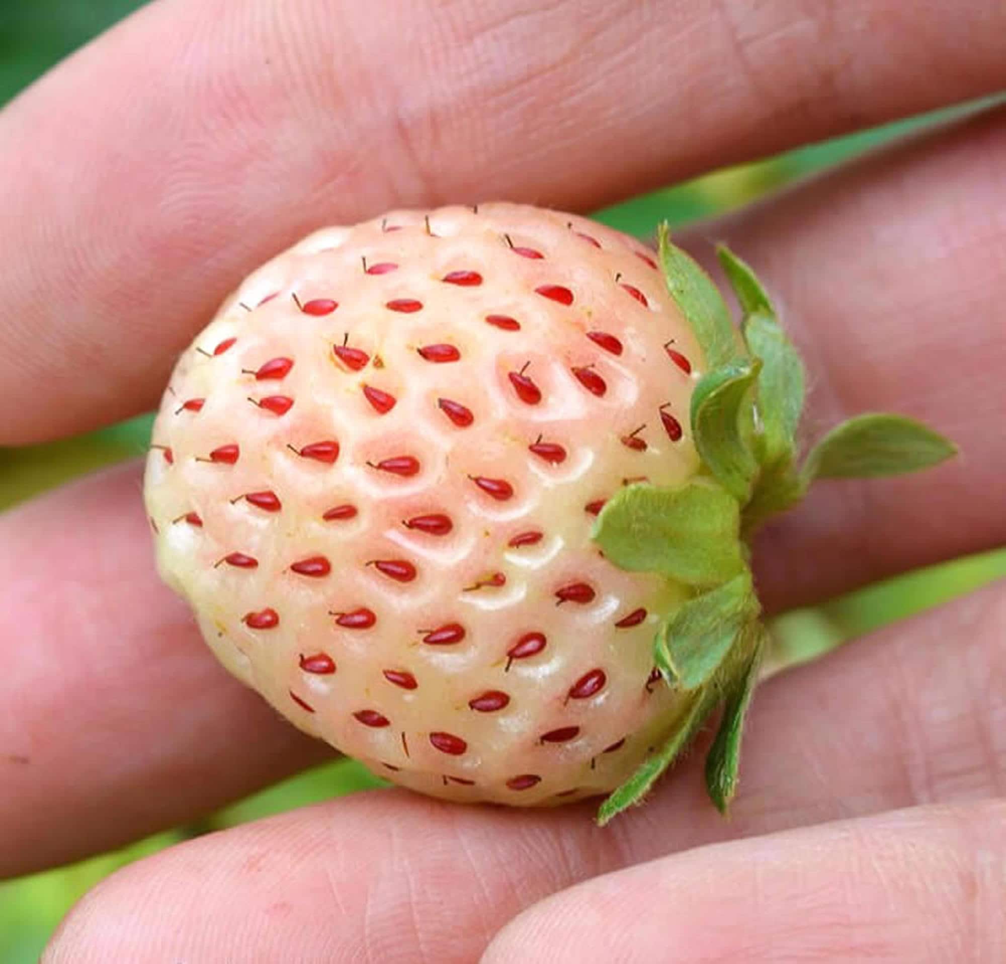 Graines de fraises de pin blanc x 300 fraises blanches gourmets graine de  plante de jardin insolite exotique sauvage héritage -  France