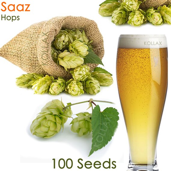 25 Saaz Czech Beer Hop Seeds Humulus Lupulus Saaz Hops Seed Etsy