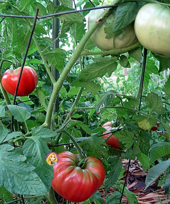 Buy 100 Seeds Tomato Brandywine Pink HEIRLOOM Vegetable Garden Giant 800g  Big Fruit Vegetable NON Gmo Tomatoes Seeds Gourmet Plant Tree Online in  India 