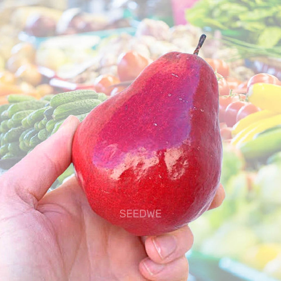 25 Rare Red Anjou Pear Seeds Heirloom Exotic Wild Unusual Etsy
