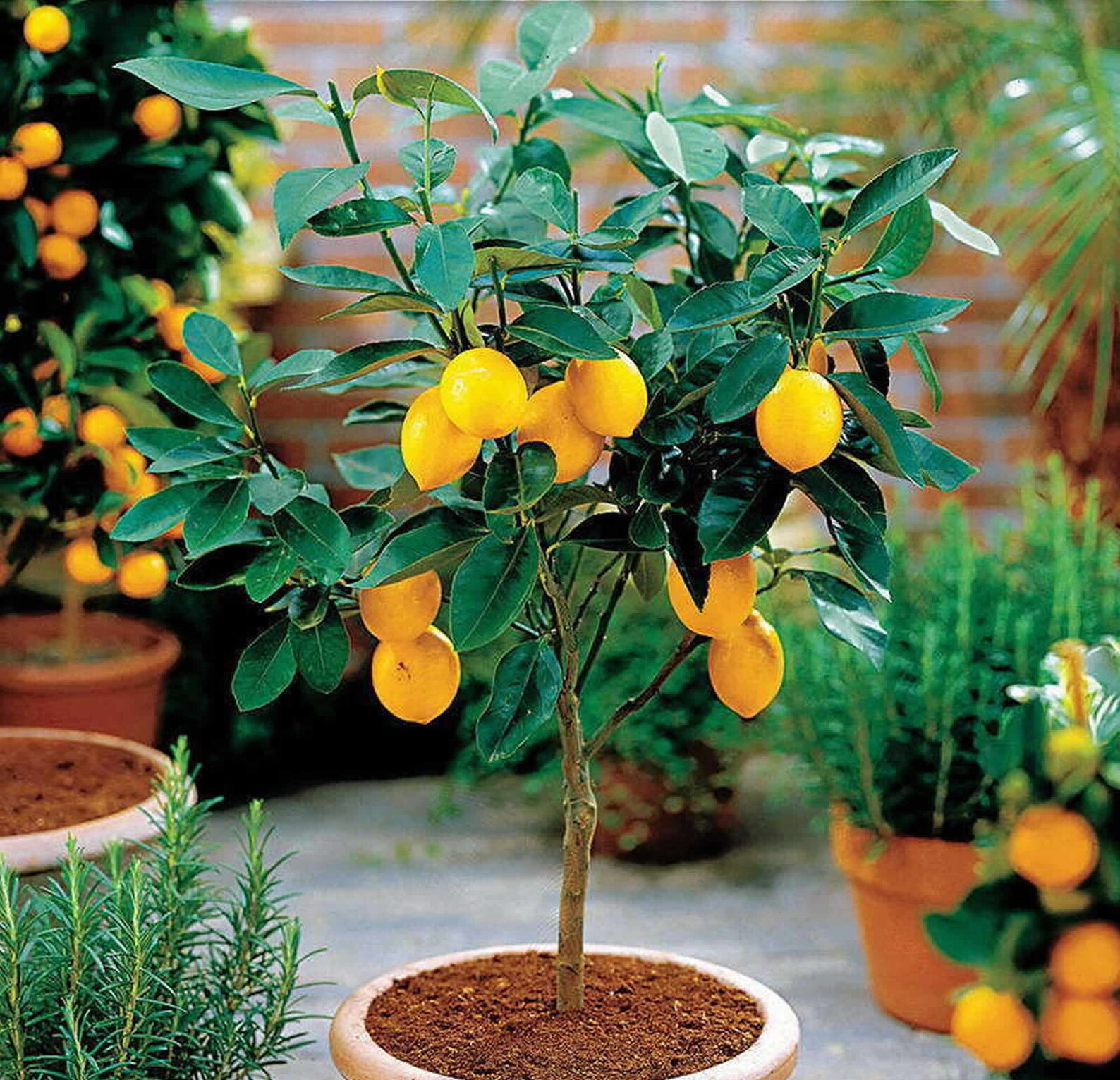 15 Seeds Meyer Dwarf Lemon Tree Indoor House Plant Outdoor Plants RARE