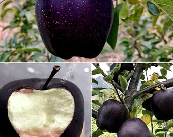 Rare 15 Black Diamond Apple Seeds Heirloom Exotic Fruit Semillas Sementes Saat Semi ZADEN SEMENA بذور Garden Indoor House Plants Outdoor