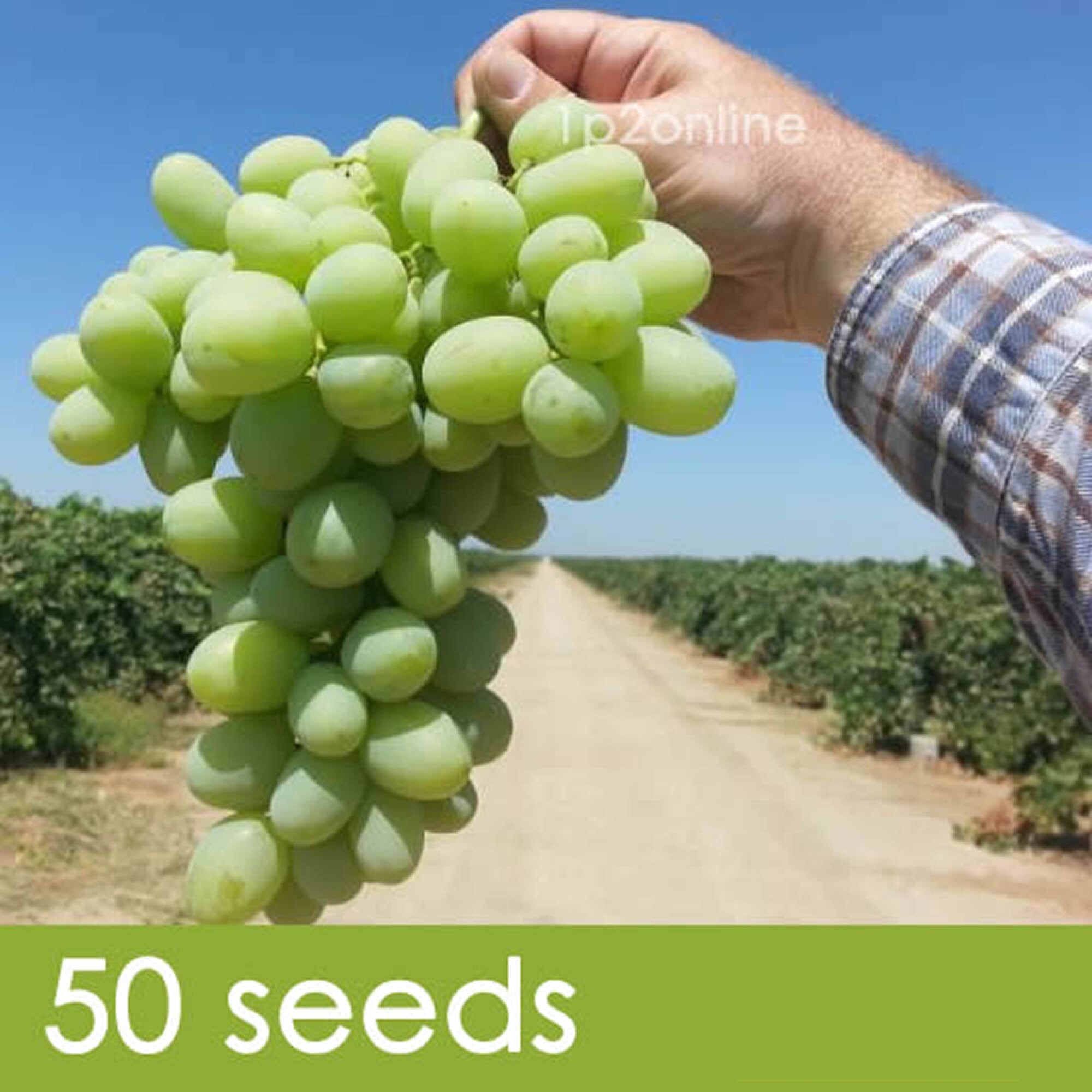 Large Green Grape Seeds Wild Exotic Heirloom Rare Sweet Autumn Etsy