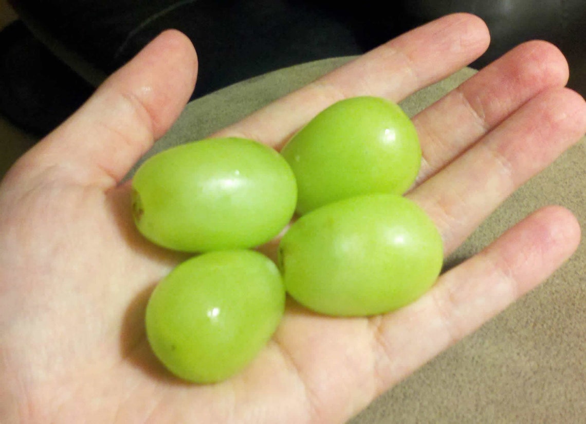 Large Green Grape Seeds Wild Exotic Heirloom Rare Sweet Autumn Etsy