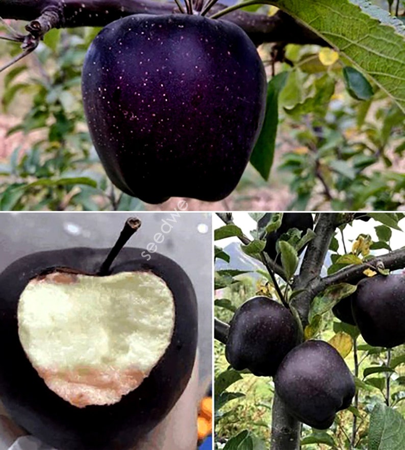 Rare 15 Black Diamond Apple Seeds Heirloom Exotic Garden Fruit image 1