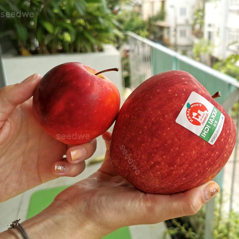 15 Giant Sekai Ichi Apple Seeds Heirloom Exotic Expensive Rare Japanese Fruit Apples image 1