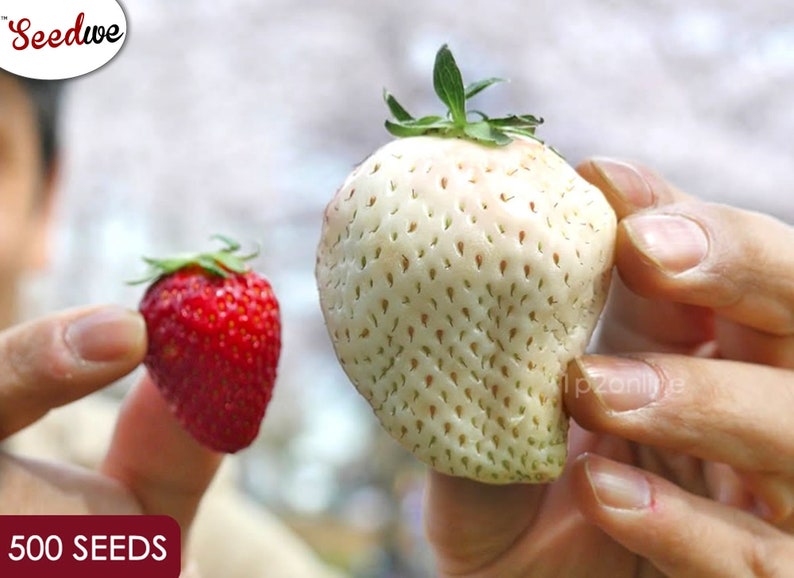 Rare Japanese White Strawberry Seed Large Sweet Heirloom Wild Etsy