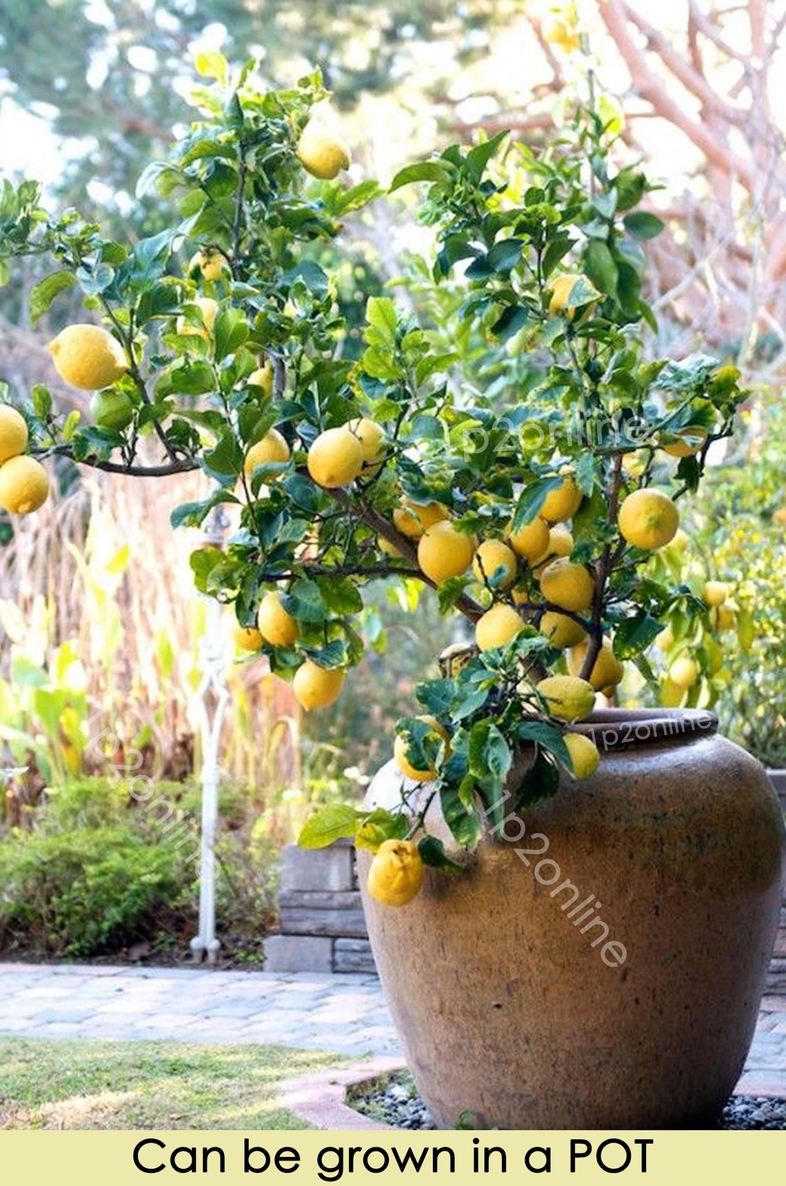 15 Seeds Eureka Lemon Tree Indoor House Plant Outdoor Plants Home Decor