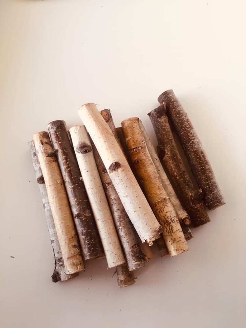 White birch branches Birch stick Etsy
