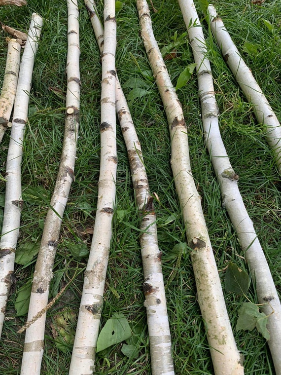 30 Birch Sticks. Wood Crafts. Wooden Sticks. Birch Wood Logs.forest Birch.  Wood Craft Sticks. Birch Sticks. Natural Wood Sticks 