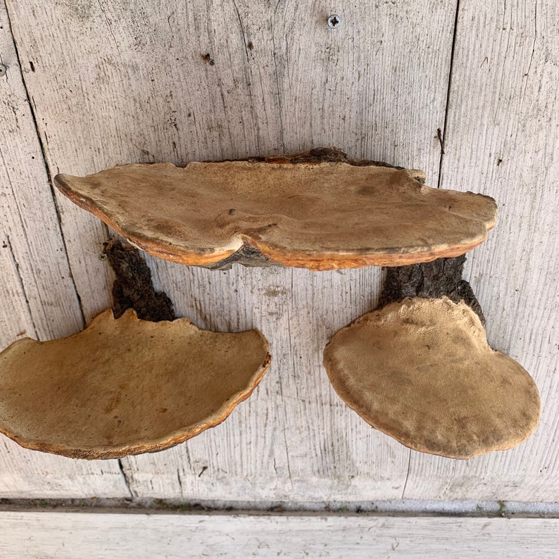 Mushroom Wall Shelf Goblincore Decor Mushroom Shelves Etsy