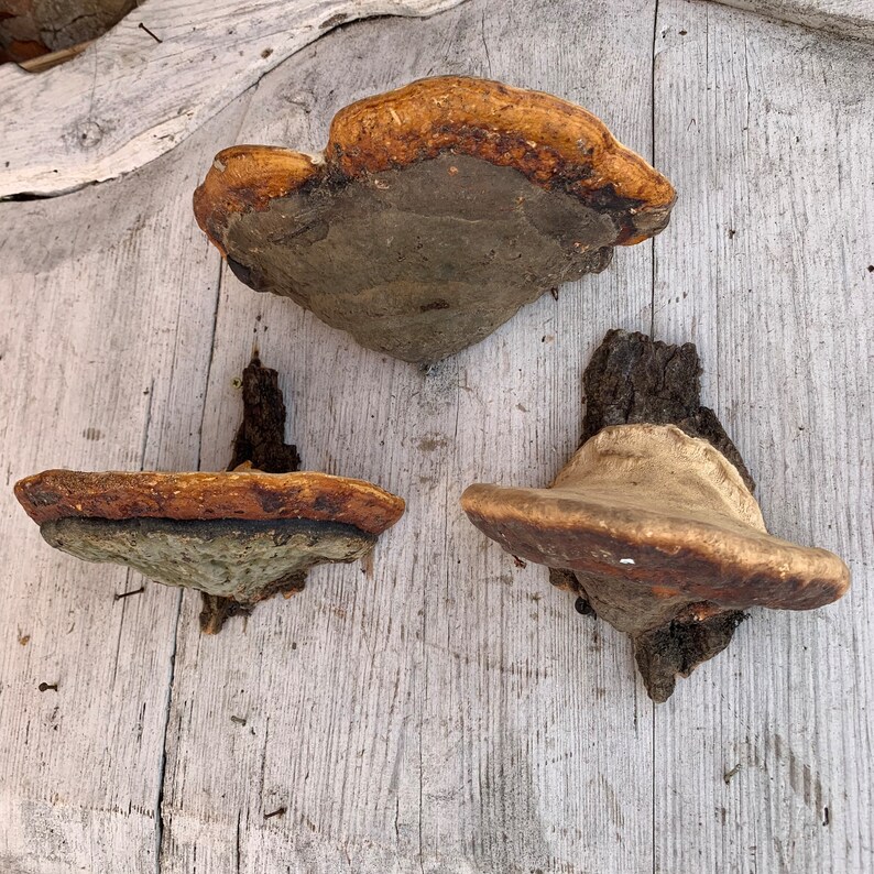 Mushroom Wall Shelf Goblincore Decor Mushroom Shelves Etsy