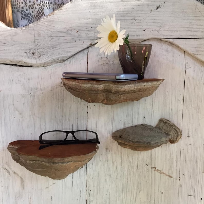 Puede incluir: Tres estantes de madera hechos de hongo de &aacute;rbol, montados en una pared blanca. El estante superior tiene un tel&eacute;fono m&oacute;vil encima, el estante del medio tiene un par de gafas y el estante inferior est&aacute; vac&iacute;o. Un peque&ntilde;o jarr&oacute;n de vidrio con una margarita blanca est&aacute; en el estante superior.