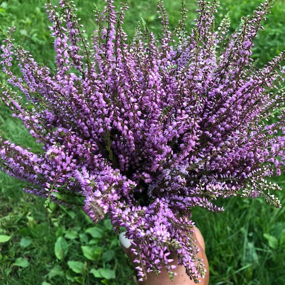 Big Dried Heather Flower Wildflower Bouquet Forest Wedding Etsy