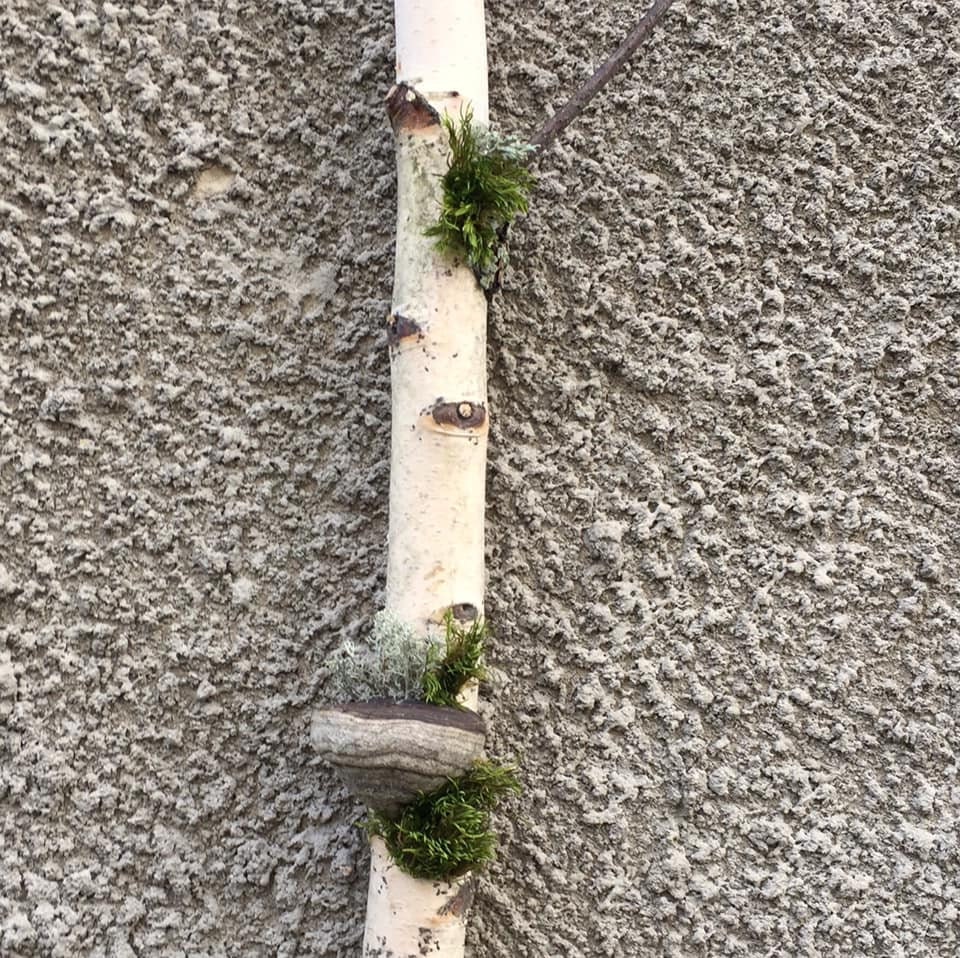 30birch Branch Wall Art White Birch Branches Cottagecore Etsy