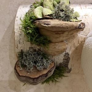 Puede incluir: Una decoraci&oacute;n de pared de corteza de abedul con tres tipos diferentes de musgo y l&iacute;quenes unidos a ella. El musgo y los l&iacute;quenes est&aacute;n dispuestos de forma decorativa, creando un aspecto natural y r&uacute;stico.