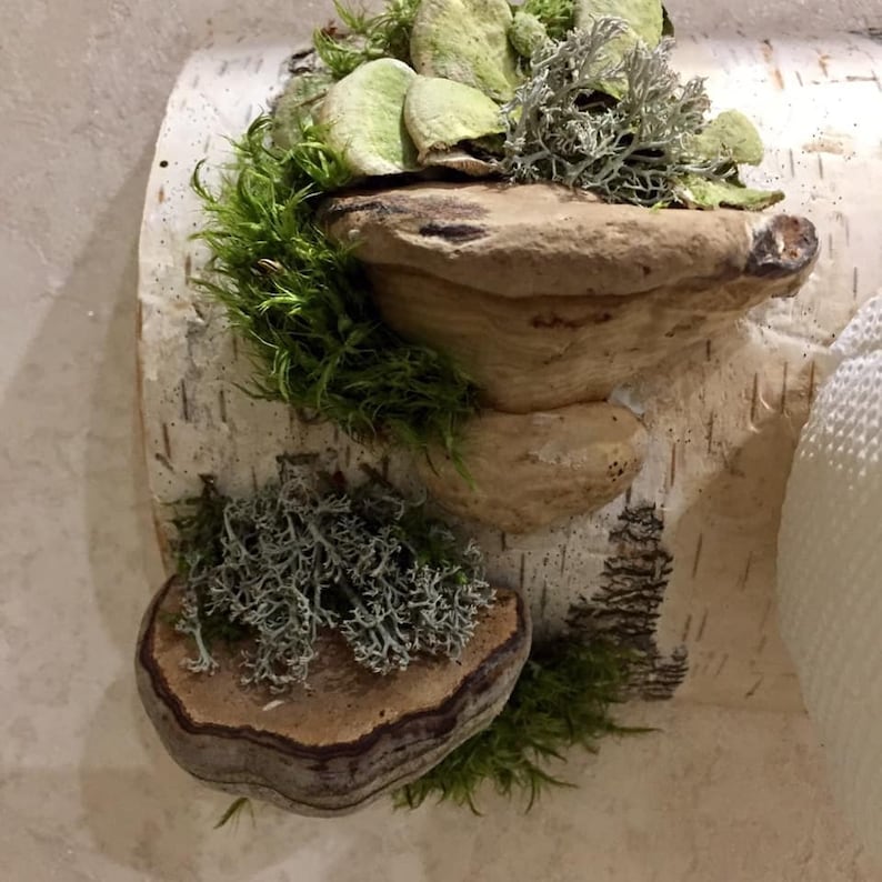 Puede incluir: Una decoraci&oacute;n de pared de corteza de abedul con tres tipos diferentes de musgo y l&iacute;quenes unidos a ella. El musgo y los l&iacute;quenes est&aacute;n dispuestos de forma decorativa, creando un aspecto natural y r&uacute;stico.